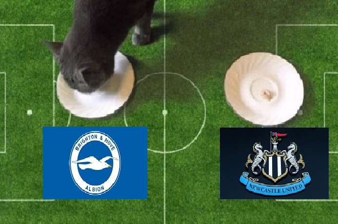 Tiên tri mèo Cass dự đoán Brighton vs Newcastle, 21h ngày 13/8 - Ảnh 1