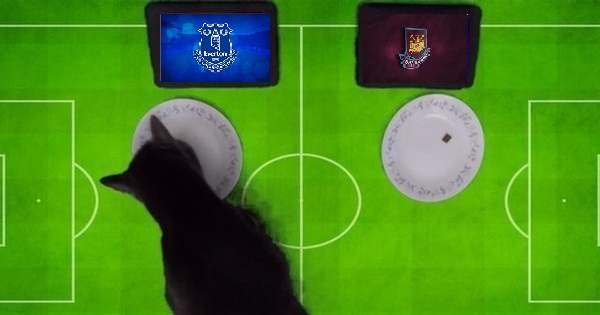 Tiên tri mèo Cass dự đoán Everton vs West Ham, 20h15 ngày 18/9 - Ảnh 1